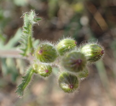 Senecio arenarius