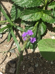 Stachytarpheta jamaicensis