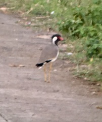 Vanellus indicus