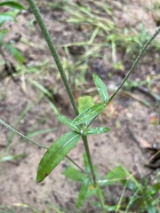 Froelichia floridana
