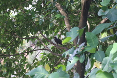 Eudynamys scolopaceus