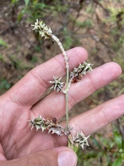 Froelichia floridana