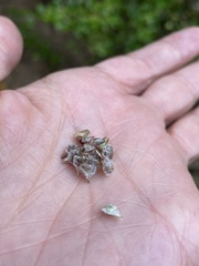 Froelichia floridana