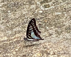 Graphium evemon
