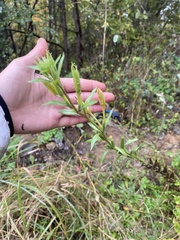 Oenothera