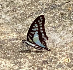 Graphium evemon