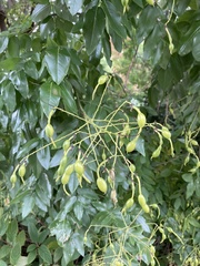 Styphnolobium japonicum