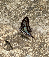 Graphium evemon