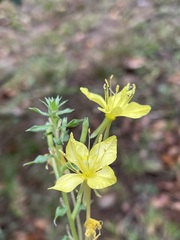Oenothera clelandii