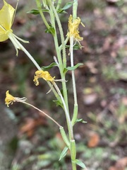 Oenothera clelandii