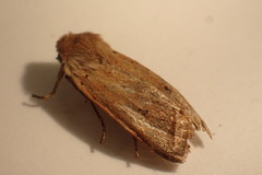 Agrochola macilenta