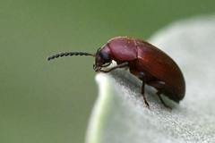 Alleculinae