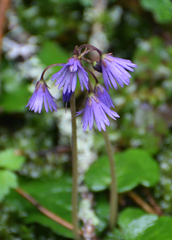Soldanella carpatica