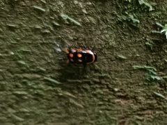 Sundablatta pulcherrima