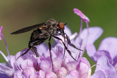 Empididae