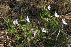 Anemonoides trifolia