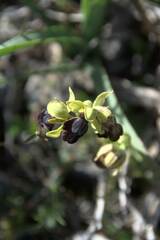 Ophrys