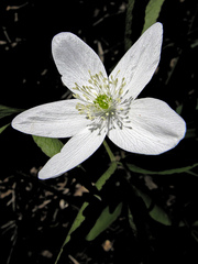 Anemonoides trifolia
