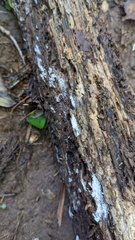 Henningsomyces candidus