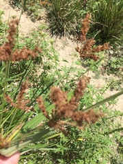 Cyperus