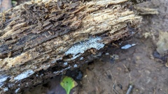 Henningsomyces candidus