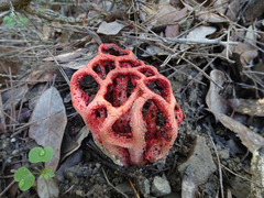 Clathrus ruber