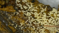 Henningsomyces candidus