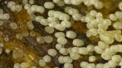 Henningsomyces candidus