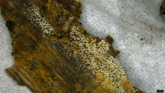 Henningsomyces candidus