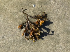 Fucus distichus