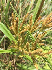 Cyperus