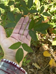 Rubus pensilvanicus