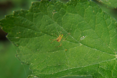 Araniella cucurbitina