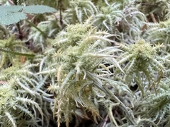Sphagnum squarrosum