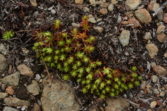 Saxifraga bronchialis
