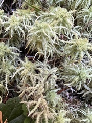 Sphagnum squarrosum
