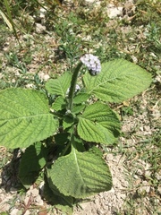 Heliotropium indicum