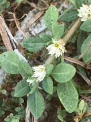 Alternanthera philoxeroides