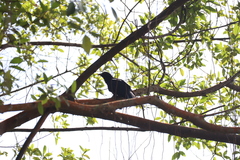 Eudynamys scolopaceus