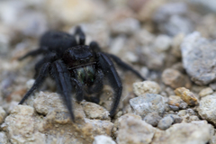 Phidippus bidentatus