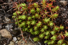 Saxifraga bronchialis