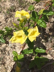 Pentalinon luteum