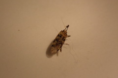 Phytocoris tiliae