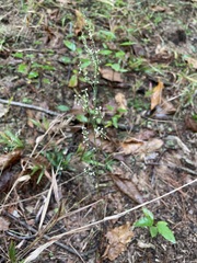 Polygonella articulata