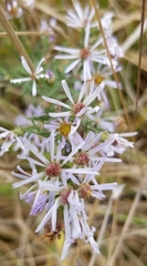 Symphyotrichum hallii