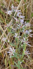 Symphyotrichum hallii