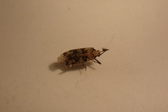 Phytocoris tiliae