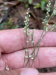 Polygonella articulata