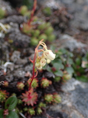 Saxifraga bronchialis
