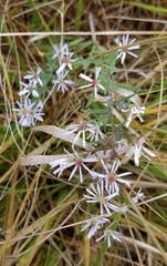 Symphyotrichum hallii